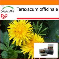 SAFLAX - Sodas maiše - Kiaulpienė - 200 sėklų - Su substratu tinkamame stovimame maišelyje - Taraxacum officinale