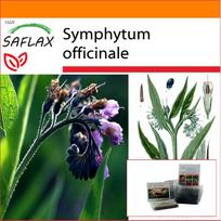 SAFLAX - Sodas maišelyje - Sėjamoji edra - 15 sėklų - Su substratu tinkamame vertikaliame maišelyje - Symphytum officinale