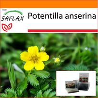 SAFLAX - Sodas maiše - Sidabržolė - 20 sėklų - Su substratu tinkamame stovimame maišelyje - Potentilla anserina