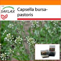 SAFLAX Sodas maiše – Piemenėlio piniginė – 1000 sėklų – Su substratu tinkamame stovimame maišelyje – Capsella bursa-pastoris