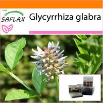 SAFLAX - Sodas maiše - Saldymedis - 30 sėklų - Su substratu tinkamame stovimame maišelyje - Glycyrrhiza glabra