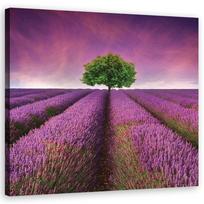 Drobės spaudinys Levandų laukas su medžiu 30x30 violetinė