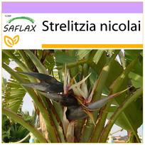 SAFLAX Baltasis rojaus paukštis - 5 sėklos - Strelitzia nicolai
