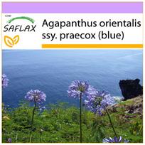 SAFLAX - Afrikos lelija - 50 sėklų - Agapanthus orientalis