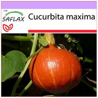 SAFLAX Moliūgas - Japoniškas Hokaidas - 10 sėklų - Cucurbita maxima
