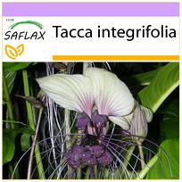 SAFLAX - Baltoji šikšnosparnio gėlė - 10 sėklų - Tacca integrifolia