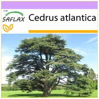 SAFLAX Šiaurės Afrikos atlaso kedras – 20 sėklų – Cedrus atlantica