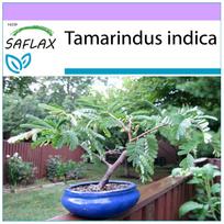 SAFLAX Bonsai - Tamarind - 4 sėklos - Tamarindus indica