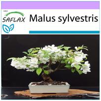 SAFLAX - Bonsai - Laukinių obelų - 30 sėklų - Malus sylvestris