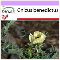 SAFLAX – Šv. Benedikto erškėtis – 50 sėklų – Cnicus benedictus