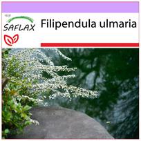 SAFLAX Pievagrybis - 500 sėklų - Filipendula ulmaria