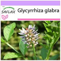 SAFLAX – Saldymedis – 30 sėklų – Glycyrrhiza glabra