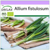SAFLAX - Ekologiškas - Salotinis svogūnas - Japoniška Ishikura - 150 sėklų - Allium fistulosum