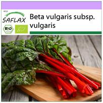 SAFLAX - Ekologiškas - Mangoldas - Rabarbaras - 50 sėklų - Beta vulgaris