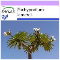 SAFLAX Madagaskaro palmė - 10 sėklų - Pachypodium lamerei