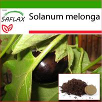 SAFLAX - Baklažanai - 20 sėklų - Su vazoniniu substratu geresniam auginimui - Solanum melonga