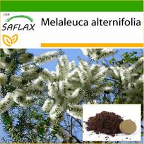 SAFLAX – Australijos arbatmedis – 400 sėklų – Su vazoniniu substratu geresniam auginimui – Melaleuca alternifolia