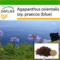 SAFLAX - Afrikos lelija - 50 sėklų - Su sodinimo substratu geresniam auginimui - Agapanthus orientalis