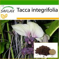 SAFLAX Baltoji šikšnosparnio gėlė – 10 sėklų – Su vazoniniu substratu geresniam auginimui – Tacca integrifolia