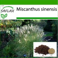 SAFLAX Kinijos sidabrinė žolė – 200 sėklų – Su vazoniniu substratu geresniam auginimui – Miscanthus sinensis