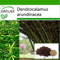 SAFLAX Didysis dygliuotasis bambukas - 50 sėklų - Su substratu geresniam auginimui - Dendrocalamus arundinacea