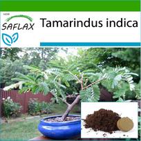 SAFLAX Bonsai – Tamarindas – 4 sėklos – Su vazoniniu substratu geresniam auginimui – Tamarindus indica
