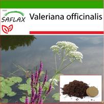 SAFLAX – Paprastasis valerijonas – 200 sėklų – Su vazoniniu substratu geresniam auginimui – Valeriana officinalis