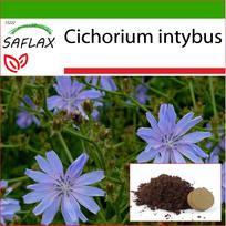 SAFLAX – Cikorija – 250 sėklų – Su vazoniniu substratu geresniam auginimui – Cichorium intybus