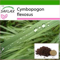 SAFLAX - Citrinžolė - 50 sėklų - Su sodinimo substratu geresniam auginimui - Cymbopogon flexosus