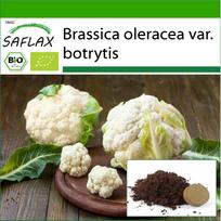 SAFLAX Ekologiški – Žiediniai kopūstai – Sniego gniūžtės – 70 sėklų – Su vazoniniu substratu geresniam auginimui – Brassica oleracea