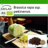SAFLAX Ekologiški – Pekino kopūstai – Granat – 40 sėklų – Su vazoniniu substratu geresniam auginimui – Brassica rapa