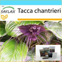 SAFLAX – Dovanų rinkinys – Juoda šikšnosparnio gėlė – 10 sėklų – Su dovanų dėžute, kortele, etikete ir vazono substratu – Tacca chantrieri