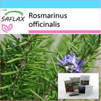 SAFLAX - Dovanų rinkinys - Rozmarinas - 100 sėklų - Su dovanų dėžute, kortele, etikete ir vazono substratu - Rosmarinus officinalis