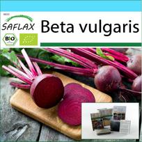 SAFLAX – Dovanų rinkinys – Ekologiškas – Burokėliai – Detroito gaublys – 100 sėklų – Su dovanų dėžute, kortele, etikete ir vazono substratu – Beta vulgaris