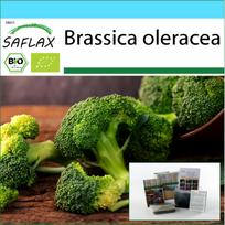 SAFLAX Dovanų rinkinys – Ekologiški – Brokoliai – Calabrese – 100 sėklų – Su dovanų dėžute, kortele, etikete ir vazono substratu – Brassica oleracea