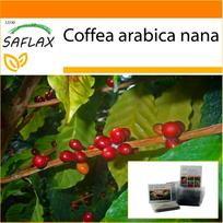 SAFLAX Sodas maiše – Nykštukų kava – 8 sėklos – Su substratu tinkančiame stovinčiame maišelyje – Coffea arabica nana