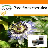 SAFLAX Sodas maiše – Pasifloros gėlė – 25 sėklos – Su substratu tinkamame maišelyje – Passiflora caerulea