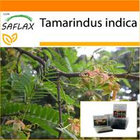 SAFLAX - Sodas maiše - Tamarind - 4 sėklos - Su substratu tinkamame stovimame maišelyje - Tamarindus indica