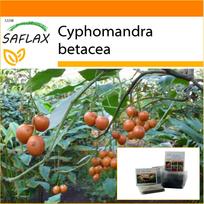 SAFLAX - Sodas maiše - Tamarillo - 50 sėklų - Su substratu tinkamame stovimame maišelyje - Cyphomandra betacea