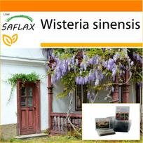 SAFLAX Sodas maiše – Mėlynoji kiniška visterija – 4 sėklos – Su substratu tinkamame stovinčiame maišelyje – Wisteria sinensis