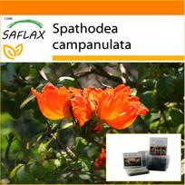 SAFLAX - Sodas maiše - Afrikinė tulpė - 30 sėklų - Su substratu tinkamame stovimame maišelyje - Spathodea campanulata