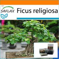 SAFLAX Sodas maiše - Bonsai - Peepul Tree / Sacred Fig - 100 sėklų - Su substratu tinkamame stovimame maišelyje - Ficus religiosa