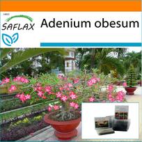 SAFLAX - Sodas maišelyje - Bonsai - Dykumos rožė - 8 sėklos - Su substratu tinkamame stovimame maišelyje - Adenium obesum