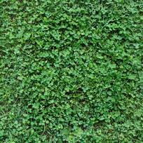 Dobilas MICRO CLOVER baltas mažalapis medus augalas žemas dobilas vejai 500g