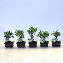 Vazoninis augalas bonsas, vazone, Ø 12, 30 cm, lot. Bonsai mix, in ceramic