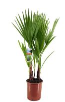 Vazoninis augalas vašingtonija, Ø 21, 100 cm, lot. WASHINGTONIA ROBUSTA