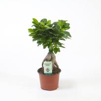 Vazoninis augalas fikusas, Ø 12, 35 cm, lot. FICUS
