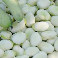 Windsor pupelių sėklos Baltoji daržovė sodui 50g