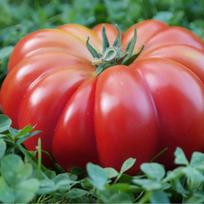 Costoluto Fiorentino lauko pomidoras, daržovių sėklos sodui, 0,2g