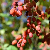 Goji uogų gėlių sėklos sodui didelis derlius